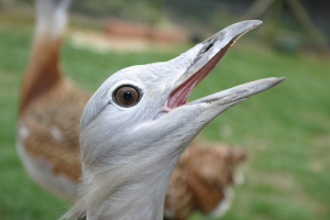 Close up of a great bustard's face