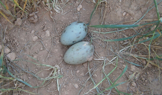 bustard eggs