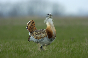 Great bustard walking to the right on grass