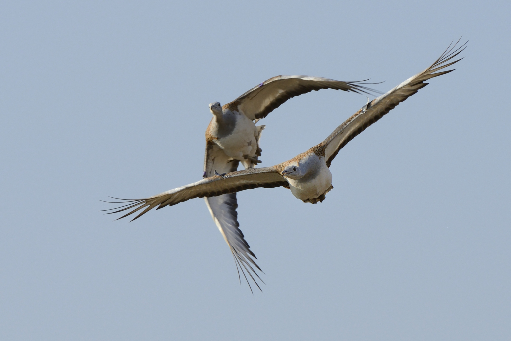 2 Great Bustards in flight, September 2014