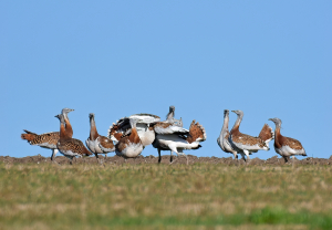 A group of about ten great bustards on the ground